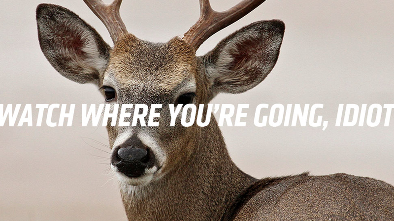 Illustration for article titled I Hit A Deer With My Car And Now I Want To Make It Look Like A Ford Flex